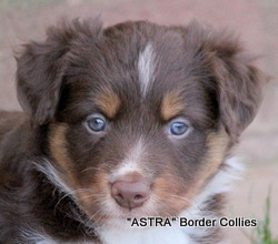 Red Tricolour MALE border collie puppy